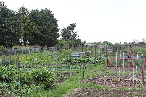 Allotment gardens