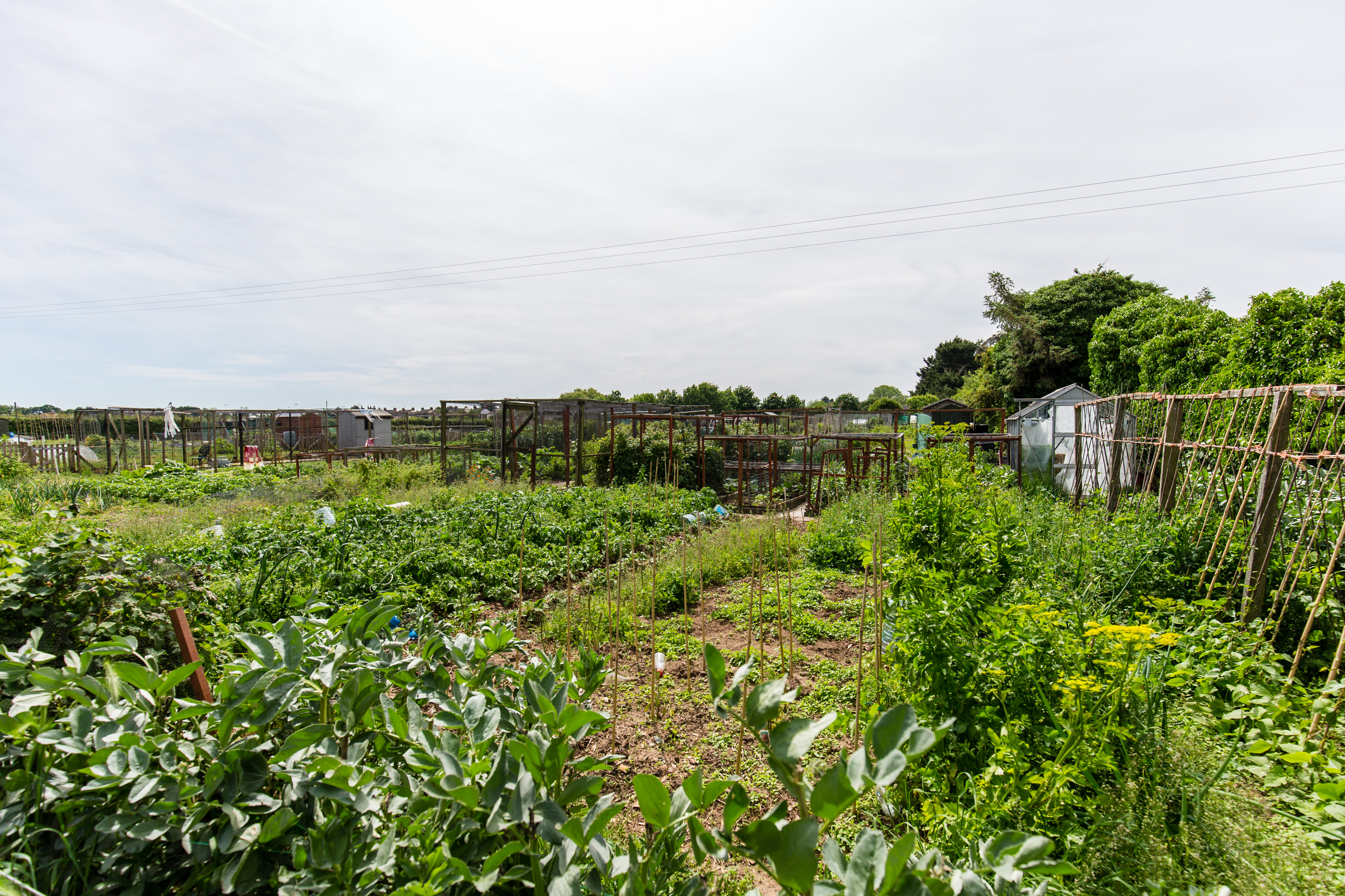 Allotment